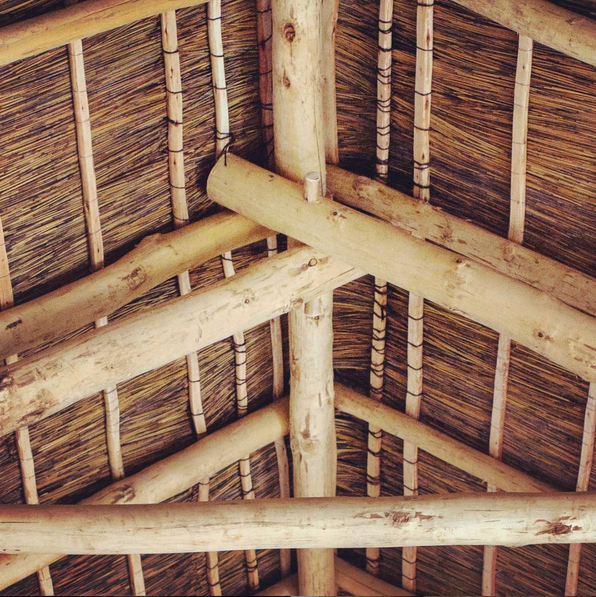 Buffelsdrift — reed ceiling carried on gum poles, seen from below